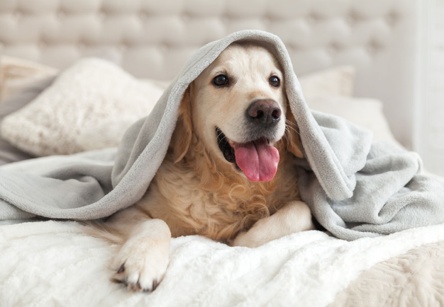 golden retriever laying on bed under blanket