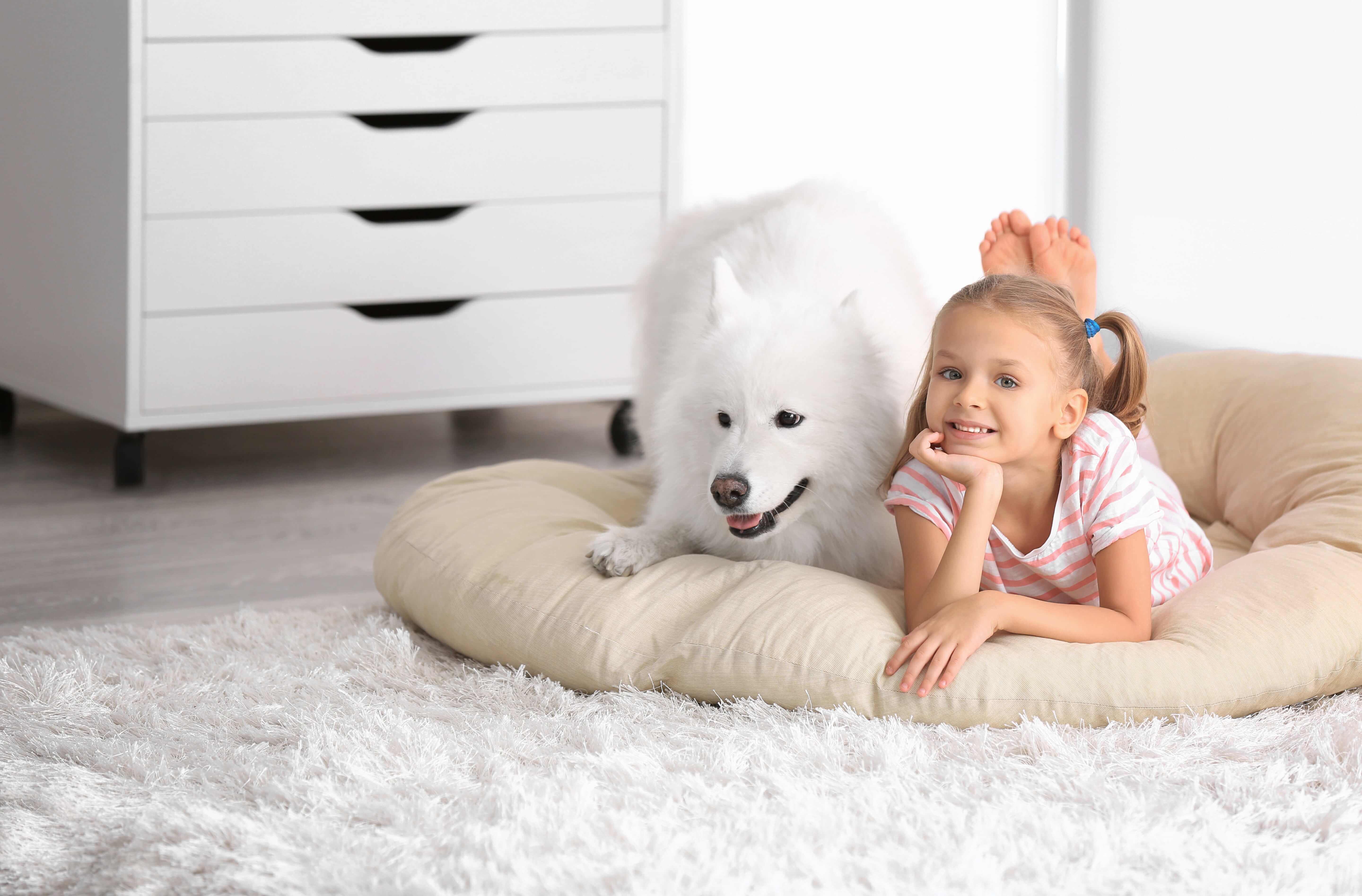 Pets clothes